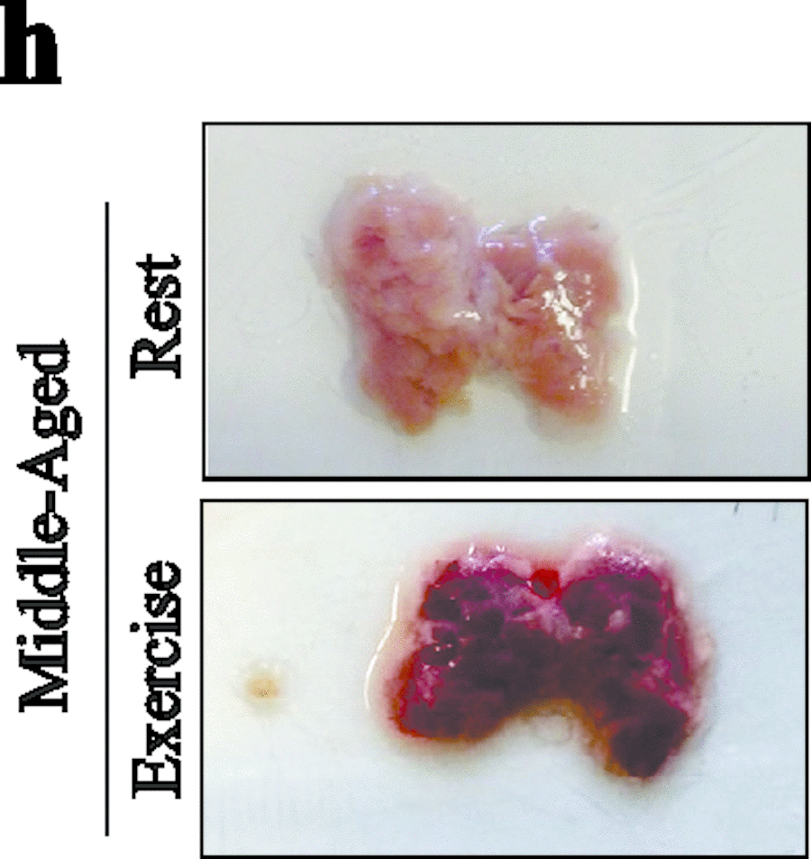 Acute exercise improves S1PR1/STAT3 in the hypothalamus of rats. Western blot showing UCP1 expression in BAT (g) and Image of BAT (n=6 per group) (h).