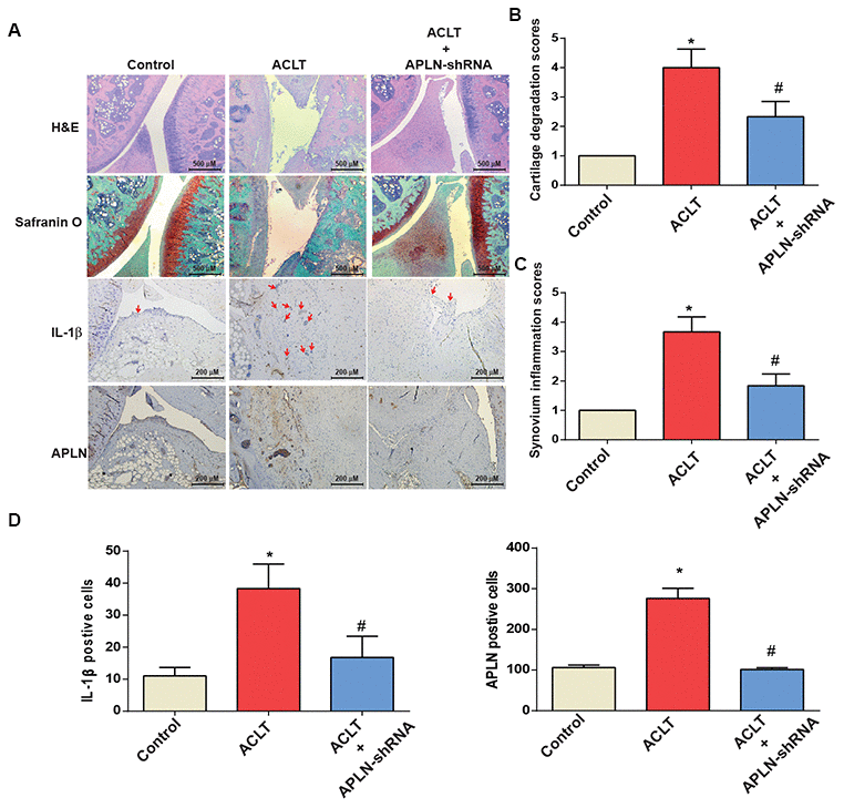 shAPLN administration mitigates the histologic severity of OA. (A) Staining of specimens with H&E, Safranin-O, IL-1β and APLN from the control knee (n=6), ACLT knee (n=6), and shAPLN-transfected ACLT knee (n=6). (B) Cartilage degeneration scores were calculated for articular cartilage sections stained with Safranin-O. (C) Synovial membrane inflammation score. Magnified area of synovium used to generate synovial inflammation score in all samples. Scoring was performed in H&E-stained slides. (D) IHC analysis of proportions of IL-1β-positive cells (red arrows) and APLN-positive cells in synovial lining tissues in specimens from control knees (n=6), ACLT knees (n=6), and shAPLN-transfected ACLT knees (n=6). * pp