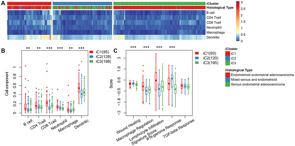 (A) Immune cell scores obtained from all samples. (B) A comparison of all immune cell scores among the three subtypes of iCluster. (C) A comparison of 5 immune signatures scores.