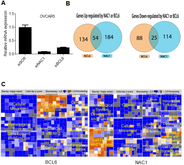 NAC1 and BCL6 regulated genes. (A) qPCR was performed to determine the robustness of siRNA-mediated NAC1 and BCL6 knockdown. (B) Venn diagrams showing genes up- or down-regulated by NAC1 and BCL6. (C) Pathway analysis of genes affected by knockdown of NAC1 (right panel) or of BCL6 (left panel).