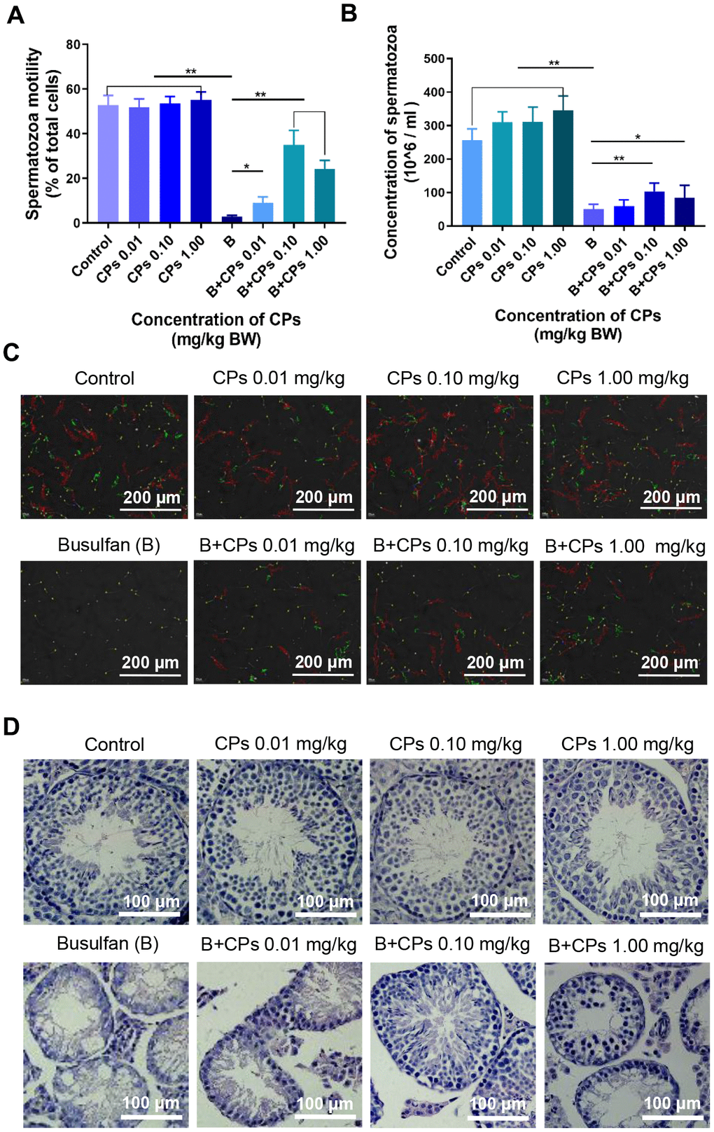 Chestnut polysaccharides (CPs) improved sperm quality. (A) Sperm motility (% of total cells; grade A + grade B). X-axis represents the treatment groups; Y-axis represents sperm motility. Data are represented as mean ± SEM, *P P B) Sperm concentration. X-axis represents the treatment groups; Y-axis represents sperm concentration (million/ml). Data are represented as mean ± SEM, *P P C) Photos of sperm quality. (D) Histopathology photos of mouse testes.