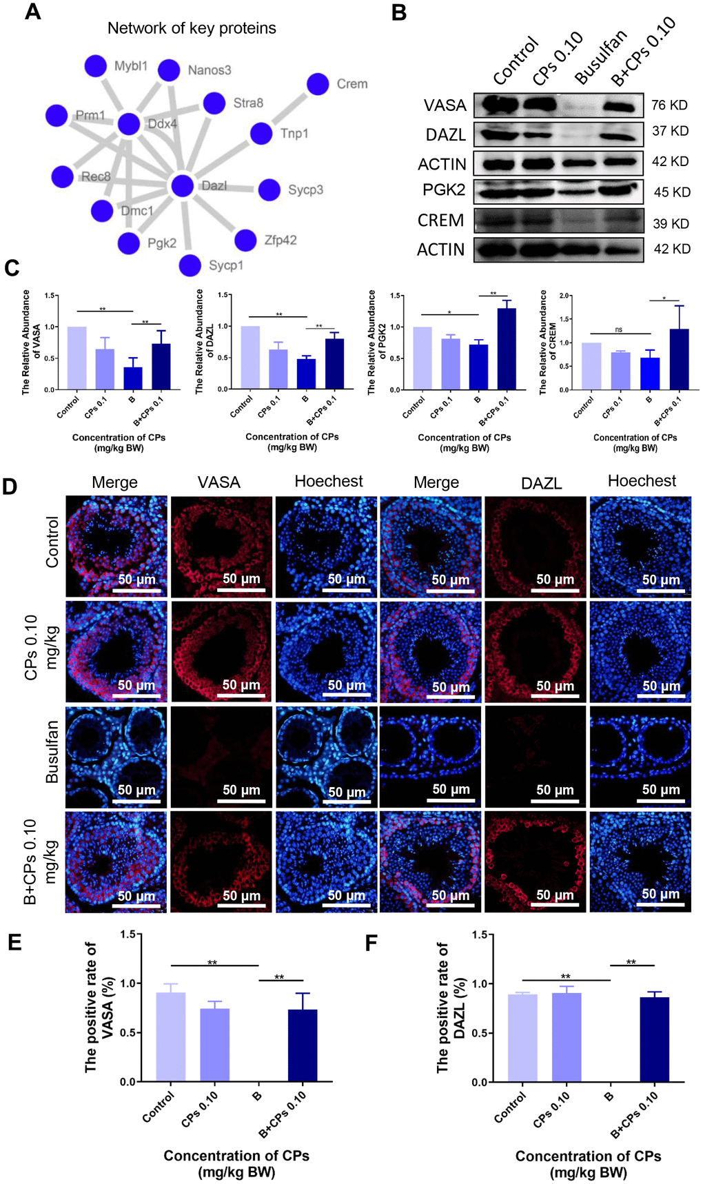 The expression of important proteins in spermatogenesis. (A) The network of important genes/proteins in spermatogenesis. (B) The protein levels of VASA, DAZL, PGK2, and CREM using Western blot analysis. (C) The relative abundance of VASA, DAZL, PGK2, and CREM in different groups, ns is stand for no difference, *P **P D) The immunofluorecence staining images of VASA and DAZL. (E) The quantitative data for VASA in immunofluorecence staining. The results are presented as mean ± SEM, **P F) The quantitative data for DAZL in immunofluorecence staining. The results are presented as mean ± SEM, **P 