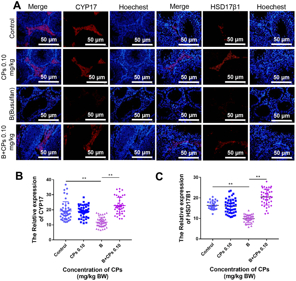 Effects of CPs on hormone synthesis exposed to busulfan. (A) The representative images of HSD17β1 and CYP17 in the Control, CPs 0.10, B, and B+CPs 0.10 groups. (B) The fluorescence intensity analysis of CYP17 in different groups (Control: 19.28 ± 0.9276, CPs 0.10: 18.97 ± 0.5916, B: 11.8 ± 0.4849, B+CPs 0.10: 22.8 ± 0.8389) (C) The fluorescence intensity analysis of HSD17β1 in different groups (Control: 16.38 ± 0.3876, CPs 0.10: 15.88 ± 0.537, B: 9.892 ± 0.2834, B+CPs 0.10: 20.42 ± 0.6048). The results are presented as mean ± SEM. **P 