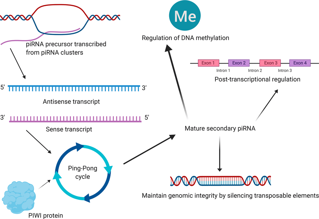 The mechanism diagram (schematic diagram) of the most reported piRNA downstream mechanisms in cancer obtained from literature reviewing [17–21]. Emerging studies revealed that piRNAs were associated with the development and progression of several types of cancers, primarily through maintaining genomic integrity by silencing transposable elements, post-transcriptional regulation and regulation of DNA methylation. Although this summary might not be comprehensive, they were by far the most reported piRNA downstream mechanisms in cancer. And Figure 8 illustrates a mechanism diagram of the most reported piRNA downstream mechanisms in cancer obtained from literature reviewing.