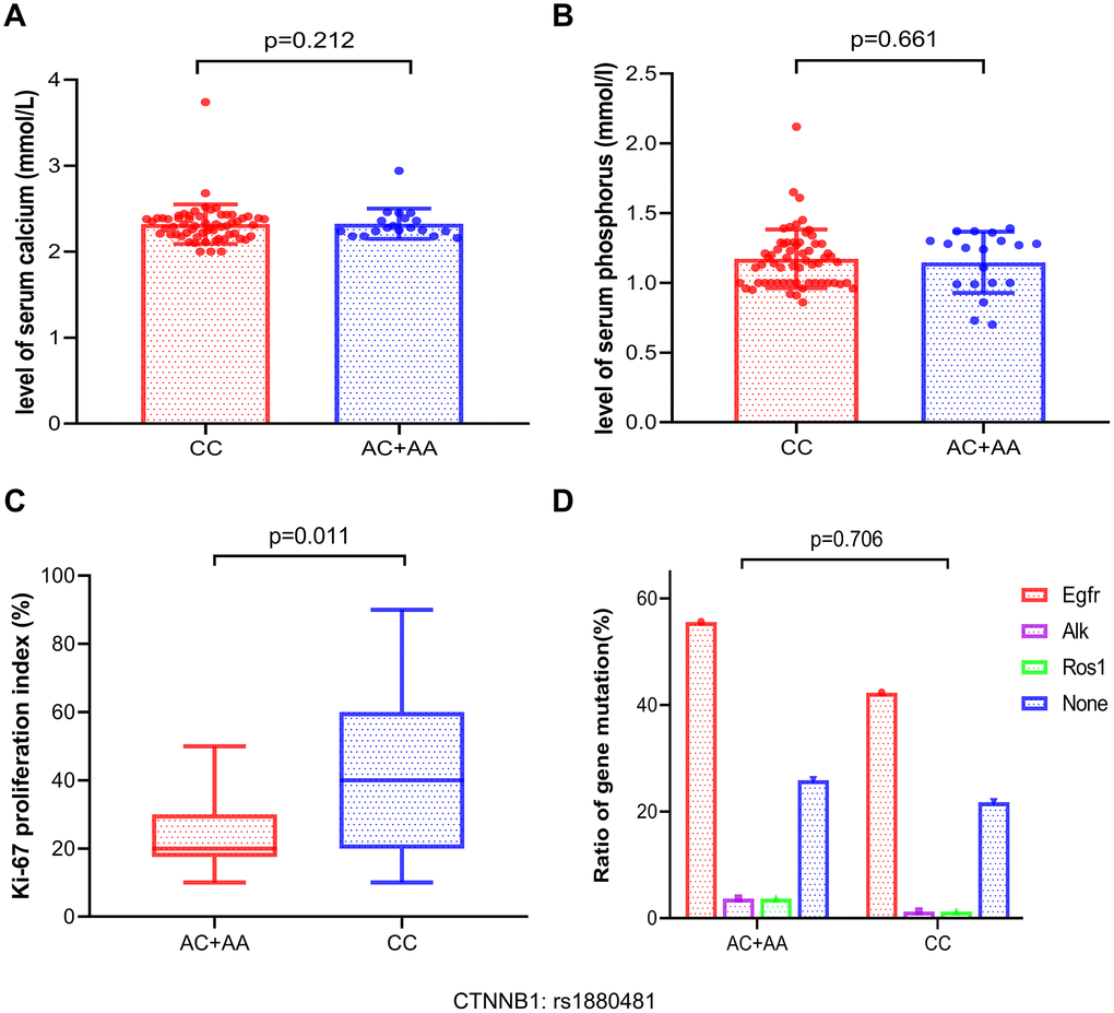 Analysis of the association between serum calcium, serum phosphorus, ki-67 proliferation index, and gene mutation frequencies and the different genotypes of CTNNB1: rs1880481 in bone metastasis. (A, B) The difference of serum calcium and phosphorus levels between the different genotypes. (C) Association between with the Ki-67 proliferation index and CTNNB1: rs1880481. (D) Analysis of the relationship between gene mutation frequency and the different genotypes of CTNNB1: rs1880481 in patients with NSCLC bone metastasis.