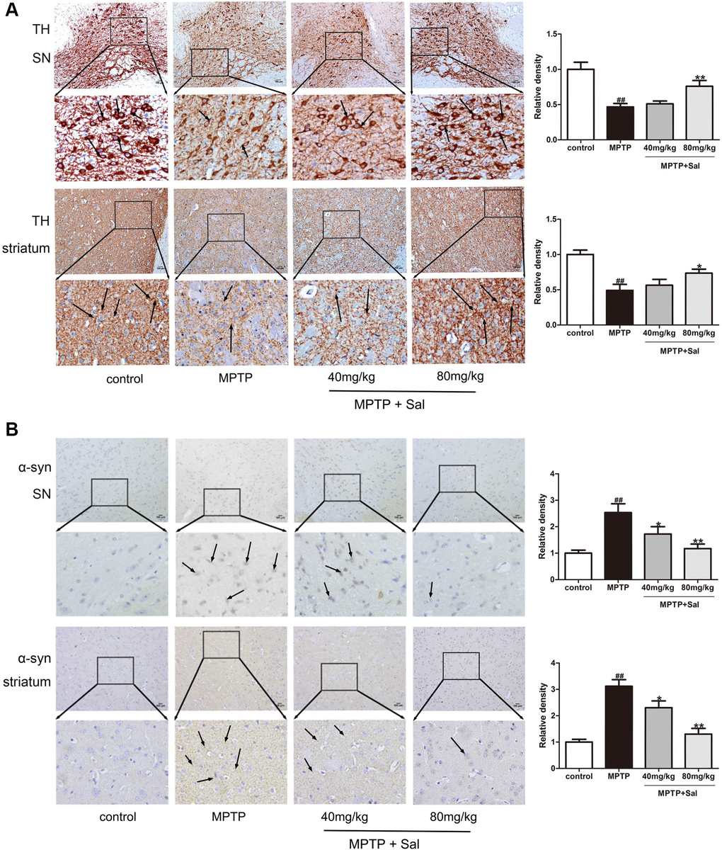 Sal upregulated TH and downregulated α-syn in PD mice. Immunochemical staining of TH (A) and α-syn (B) in SN and striatum and the relative density of related protein in SN and striatum (n = 3). Original magnification: x200. TH neurons in SN and striatum were manually counted by Image J (Abnormal morphological cells were not counted). All data are represented as mean ± SD. # P ## P 