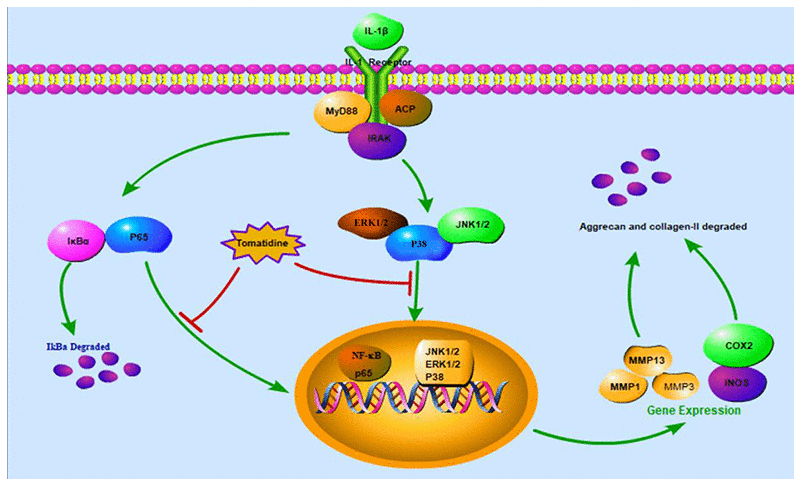 The anti-inflammatory mechanism of action of tomatidine in primary articular chondrocytes and the OA model rats. The schematic diagram shows that tomatidine suppresses IL-1β-induced expression of iNOS, COX-2, MMPs and ADAMTS-5, and degradation of aggrecan and collagen-II by inhibiting the NF-κB and MAPK pathways.