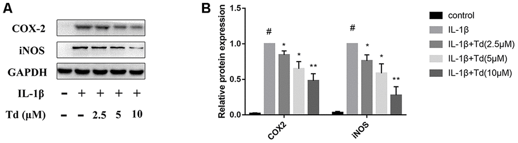 Tomatidine inhibits IL-1β-induced iNOS and COX-2 expression in primary chondrocytes. (A) Representative western blot images and (B) Histogram plots show the levels of iNOS and COX-2 proteins relative to GAPDH (internal control) levels in primary chondrocytes treated for 24 h with 2.5, 5, or 10μM tomatidine alone or in combination with 10ng/mlIL-1β. DMSO was used as control. The values are shown as means ± SD of triplicate experiments. #p 