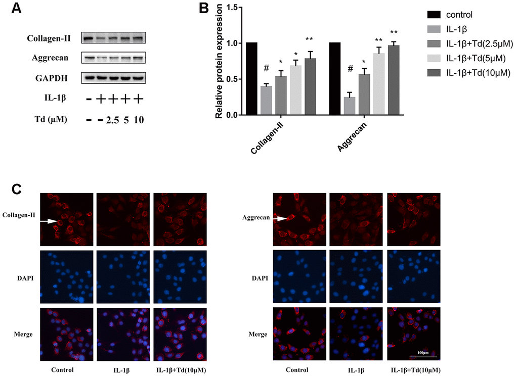 Tomatidine suppresses IL-1β induced degradation of aggrecan and collagen-II in chondrocytes. (A) Representative western blot images and (B) Histogram plot shows the levels of aggrecan and collagen-II proteins relative to GAPDH (internal control) levels in the primary chondrocytes treated for 24 h with 2.5, 5, or 10μM tomatidine alone or in combination with 10ng/mlIL-1β. DMSO was used as control. (C) Immunofluorescence staining images show aggrecan and collagen-II expression in the primary chondrocytes treated for 24 h with 2.5, 5, or 10μM tomatidine alone or in combination with 10ng/mlIL-1β. The nuclei are stained with DAPI. The white arrows indicate the expression of aggrecan and collagen-II. The values are shown as means ± SD of triplicate experiments. #p 