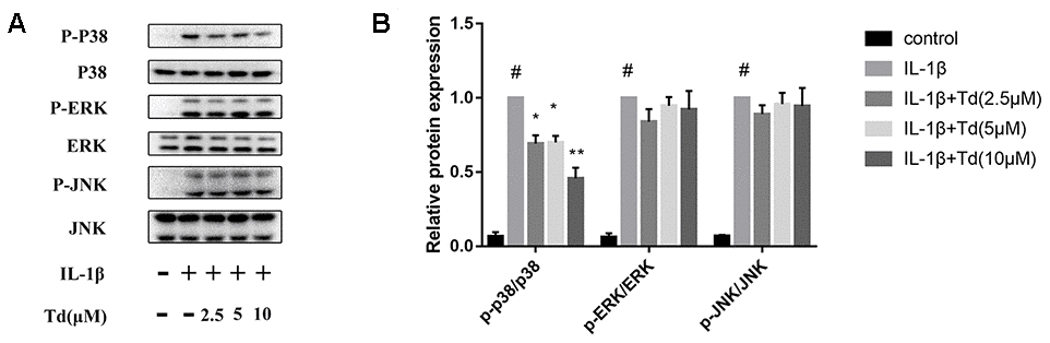 Tomatidine inhibits IL-1β-induced MAPK activation in primary chondrocytes. (A) Representative western blot images and (B) Histogram plot shows the levels of phospho-P38, P38, phospho-ERK, ERK, phospho-JNK, and JNK proteins relative to GAPDH (internal control) levels in the primary chondrocytes treated for 30 mins with 2.5, 5, or 10μM tomatidine alone or in combination with 10ng/mlIL-1β. DMSO was used as control. The values are means ± SD of triplicate experiments. #p 