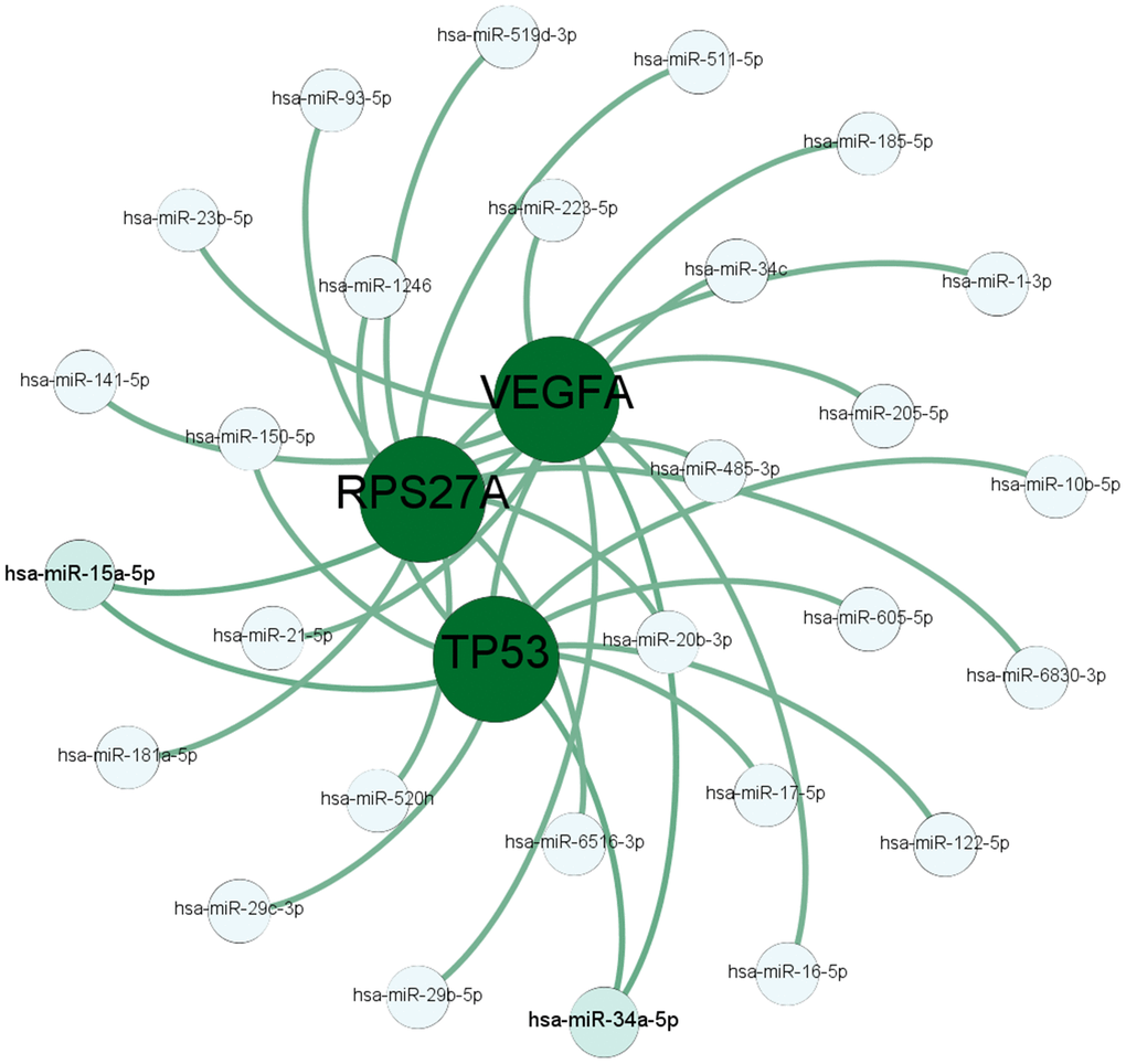 The miRNA-mRNA targeting prediction network. The results of TargetScanHuman and DIANA software analyses show the miRNAs that potentially target the mRNAs of the top 3 hub genes, TP53, RPS27A, and VEGFA.