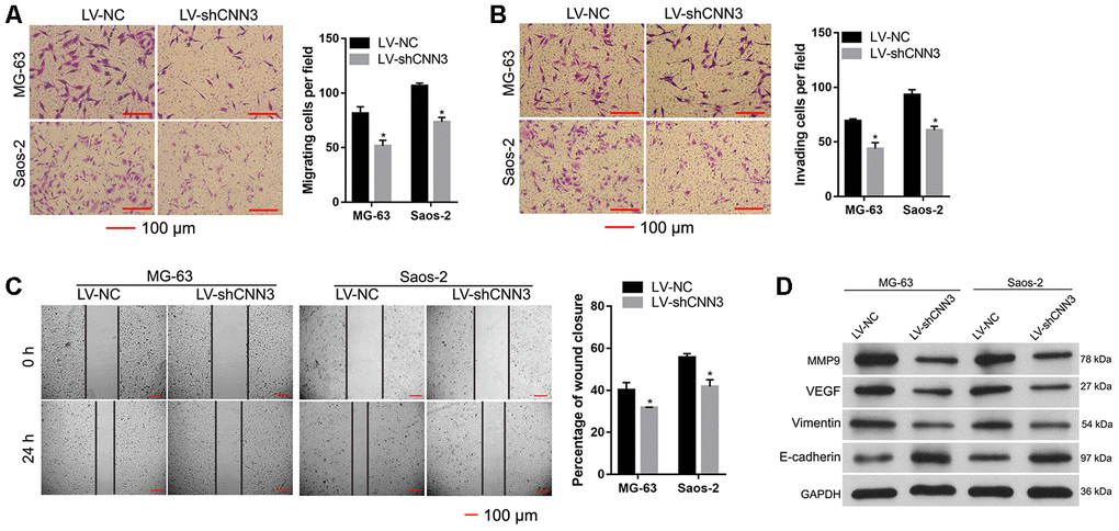 CNN3 silencing inhibits cell migration and invasion in vitro. (A, B) Cell migration and invasion were evaluated by a transwell assay (A) and the Transwell-Matrigel assay (B). Images on the left are representations, and results on the right are the statistical results of cell migration or invasion, where *pC) Wound healing assay to evaluate cell migration. Images on the left are representations, and results on the right are the statistical results of wound closure percentage. The wound area was analyzed using the Image Pro-Plus 6.0 software. The percentage of wound closure was calculated using the ratio of wound area at 0 h and 24 h. (D) Expression of tumor metastasis-related proteins MMP9, VEGF, vimentin, and E-cadherin was detected by western blotting. *p 