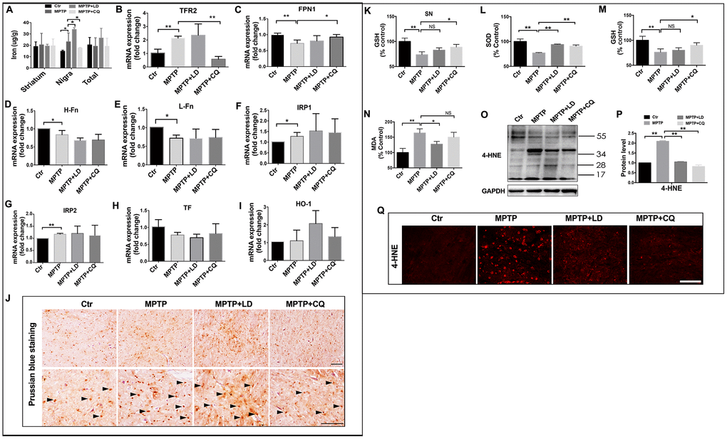 CQ suppressed iron content and oxidative stress in the SN after MPTP intoxication. (A) Iron content in the striatum, SN and organized in overall (total) of each group tested by flame atomic absorption spectrometry in each group. (B–I) Quantification showed the mRNA level of iron metabolism related genes, including TFR2, FPN1, H-Fn, L-Fn, IRP1, IRP2, TF, and HO-1 in each group, respectively. (J) Representative images of Prussian blue staining showed iron distribution in the SN of each group. (K) Quantification showed GSH levels in the SN in each group, respectively. (L–N) Quantification showed SOD, GSH, and MDA levels in serum of each group, respectively. (O–P) Western bolt and quantification showed increased 4-HNE expression after MPTP intoxication, and which was decreased by both LD and CQ treatment. (Q) Representative images of immunofluorescence staining of 4-HNE in each group. Data expressed as the mean ± SD. *P