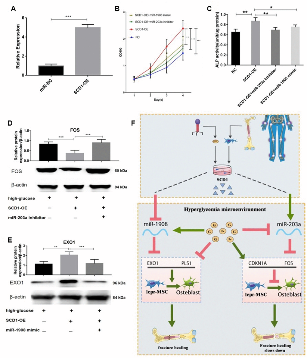 miR-203a/FOS and miR-1908/EXO1 are regulated by SCD1. (A) Transfection efficiency of SCD1 in BM-MSCs. (B) Proliferation of BM-MSCs after SCD1 overexpression, miR-1908mimic and miR-203a inhibitor were evaluated. (C) ALP activity was measured in SCD1-overexpressing BM-MSCs treated with miR-203a inhibitor or miR-1908 mimic. (D, E) Expressions of FOS and EXO1 were assessed in BM-MSCs transfected with high-glucose, SCD-OE miR-1908 mimic and miR-203a inhibitor. (F) The regulatory network between dysregulated miRNAs and hub genes after overexpression SCD-1.