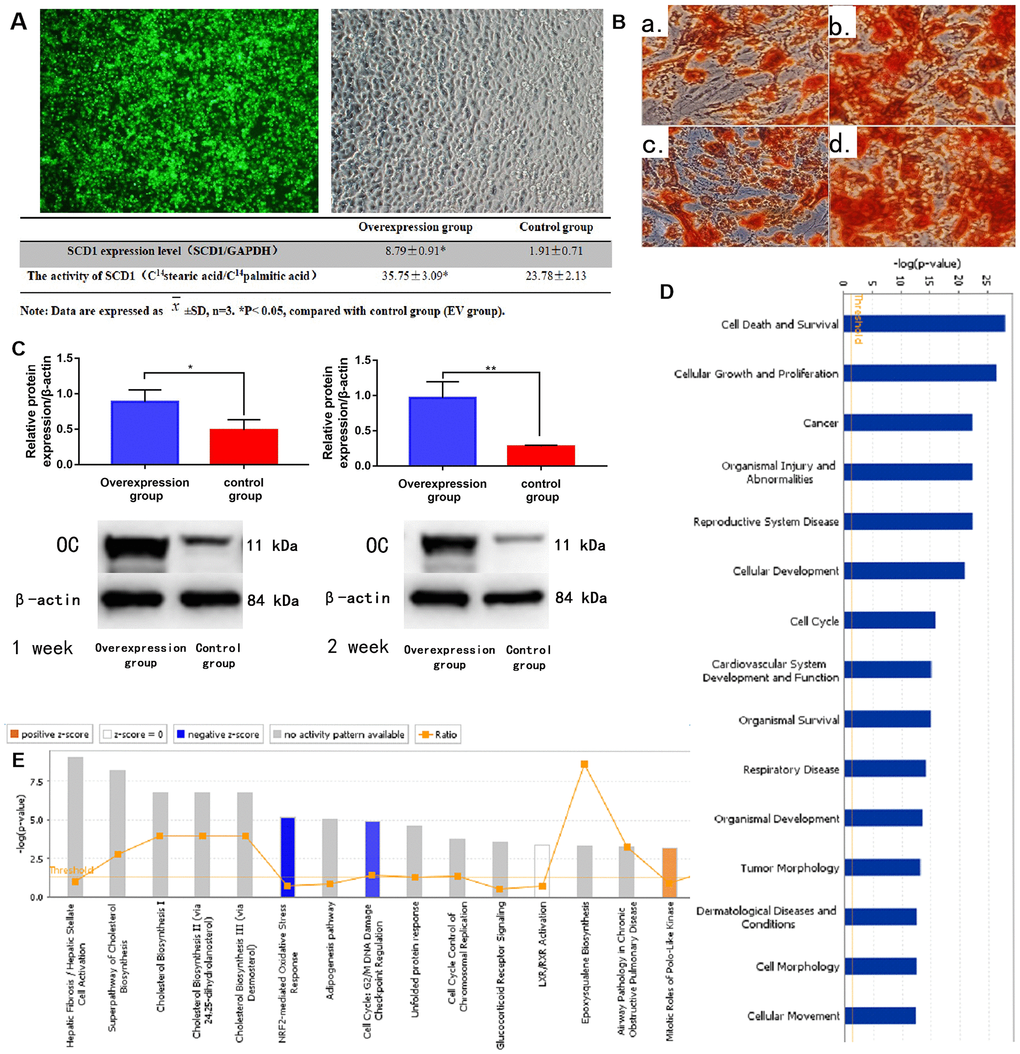 SCD1 overexpression promotes osteogenic differentiation and induces expression changes in BM-MSCs. (A) Fluorescence staining showed the transfection of BM-MSCs with SCD1 lentivirus. Comparison results of SCD1 expression and activity between the SCD1 overexpression and control groups were showed in the table beneath. Data are expressed as means ± standard deviations (n = 6). *PB) Cetyl staining (a, b: 1-week SCD1 post-transfection; c, d: 2-weeks SCD1 post-transfection; a, c: control; b, d: overexpression). (C) Western blot results. (D) Signal pathway histogram showing the enrichment of differentially expressed genes in the classical signaling pathway. All signal paths were sorted using –log(P); orange, Z score>0; blue, Z score Z scores > 2 indicate significant pathway activation and Z scores Z score = –21.121). (E) Disease and function histograms showing the enrichment of differentially expressed genes. All diseases and functions were sorted using –log(P).