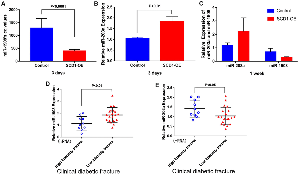 Correlation between miR-1908 and miR-203a expression levels and SCD1. Differential expression of miR-1908 and miR-203a after 3 days (A, B) and 1 week (C) of SCD1 overexpression in BM-MSCs. (D, E) showed the relative expression of miR-1908 and miR-203a detected by qPCR in patients with clinical diabetic fractures.