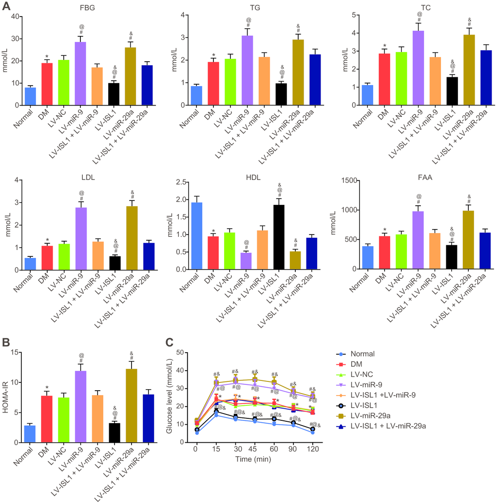 miR-9 and miR-29a affect disease manifestation of DM in rats. (A) The expression of FBG, TG, TC, LDL, FFA and HDL in the serum of normal rats and rats with DM following lentiviral infection. (B) HOMA-IR level of normal rats and rats with DM following lentiviral infection. (C) The glucose level of normal rats and rats with DM following lentiviral infection detected by OGTT assay; * p vs. the normal group; # p vs. the DM group; @ p vs. the LV-ISL1 + LV-miR-9 group; & p vs. the LV-ISL1 + LV-miR-29a group. Results were measurement data and expressed as mean ± standard deviation; one way analysis of variance was used to analyze data among multiple groups; n = 8; the experiment was repeated three times independently.