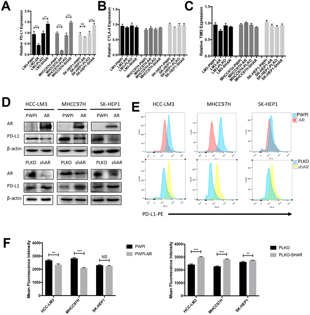 Modulation of AR influence the expression of PD-L1 in HCC cells. (A–C) RT-qPCR analysis of three checkpoints in over-expression AR and down-expression AR HCC cells. (D) Western Blot of AR and PD-L1 in three HCC cell lines. (C) Flow cytometry of the membrane PD-L1. (E, F) Mean fluorescence intensity of membrane PD-L1. *PPP