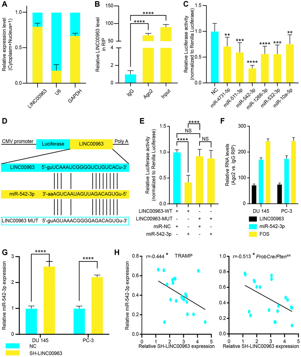 The relationship between long noncoding RNA LINC00963 and tumor suppressor miR-542-3p. (A) The quality of LINC00963 in DU 145 cytoplasmic and nuclear fractions. Levels of glyceraldehyde-3-phosphate dehydrogenase (GAPDH) mRNA and U6 snRNA in purified nuclear fractions were detected by reverse transcription quantitative polymerase chain reaction (RT-qPCR). (B) RIP experiments were performed in DU 145 cells, and the coprecipitated RNA was subjected to RT-qPCR for LINC00963. The fold enrichment of LINC00963 in argonaute 2 (Ago2) RIP is higher relative to that of its matching immunoglobulin (IgG) control. (C) The luciferase reporter plasmid (RLuc-LINC00963) was co-transfected into 293T cells with the 6 miRNA-coding plasmids. (D, E) The luciferase reporter plasmid containing wild-type (WT) or mutant (Mut) LINC00963 (D) was co-transfected into 293T cells with miR-542-3p or with an empty plasmid vector (E). (F) RNA levels in Ago2 immunoprecipitates are presented as fold enrichment relative to IgG immunoprecipitates. (G) RT-qPCR analysis of miR-542-3p expression in DU 145 and PC3 cells transfected with empty lentivirus vector or SH-LINC00963 Lentivirus. (H, I) Correlation of LINC00963 and miR-542-3p in CRPC tissues from TRAMP (H) and ProbCre/Ptenfl/fl mice (I). Mean ± SEM, *P