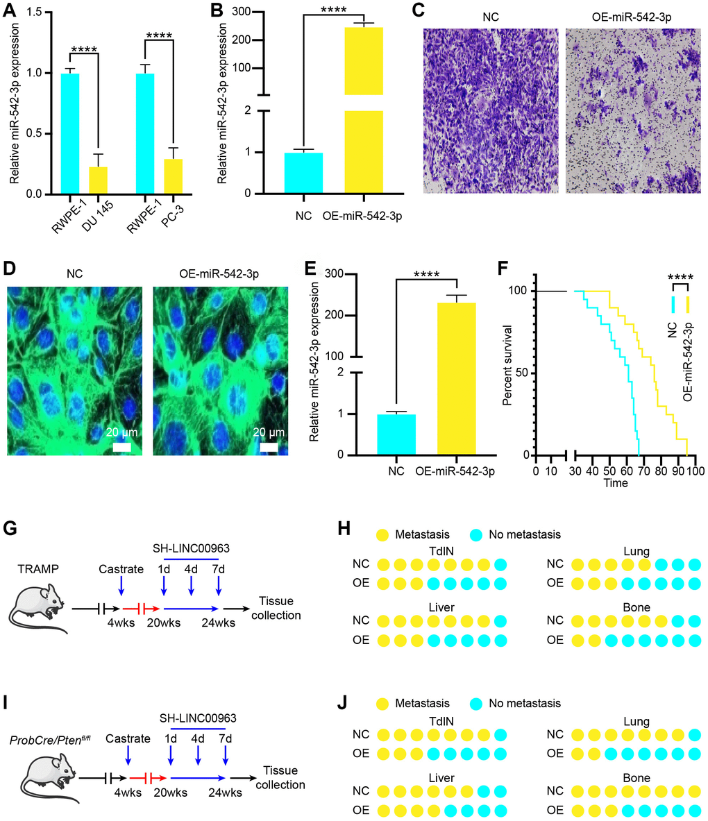 Effects of tumor suppressor miR-542-3p on PCa cell metastasis in vitro and in vivo. (A) RT-qPCR analysis of miR-542-3p expression in the PCa cell lines DU 145 and PC-3 compared to that of the normal prostate cell line RWPE-1. (B) MiR-542-3p expression in OE-miR-542-3p Lentivirus- and empty lentivirus vector-transfected DU145 was tested by RT-qPCR. (C) Transwell invasion assays were performed to determine the invasion of OE-miR-542-3p Lentivirus– or empty lentivirus vector–transfected DU 145 cells. (D) A representative fluorescence image of miR-542-3p expression (green) and DAPI (blue) in OE-miR-542-3p-GFP- or empty lentivirus vector-infected prostate of PCa mice. Scale bars = 20 μm. (E) RT-qPCR analysis of miR-542-3p expression in OE-miR-542-3p Lentivirus– or empty lentivirus vector–transfected PCa tissues. (F) Survival time of PCa mice with OE-miR-542-3p Lentivirus– or empty lentivirus vector–transfected. (G) Experimental approach to knock down miR-542-3p in castrated TRAMP mice. (H) Incidence of TdLNs, liver, lung, and bone metastases following OE-miR-542-3p Lentivirus–transfection or pcDNA-miR-542-3p lentivirus–transfection of castrated TRAMP mice (n = 10, every group). (I) Experimental approach to knock down miR-542-3p in castrated ProbCre/Ptenfl/fl mice. (J) Incidence of TdLNs, liver, lung, and bone metastases following OE-miR-542-3p Lentivirus–transfection or pcDNA-miR-542-3p lentivirus–transfection in castrated ProbCre/Ptenfl/fl mice (n = 10, every group). Mean ± SEM, ****P 