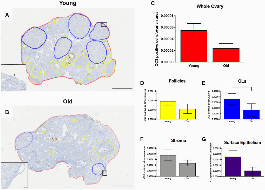 Cell death is reduced post-ovulation in reproductively old mice. (A) Representative image of IHC labeling CC3 in reproductively young ovaries. The whole ovarian area is outlined in red. Follicles are outlined in yellow. CLs are outlined in blue. (B) Representative image of the IHC labeling CC3 in reproductively old ovaries with the same ovarian sub-compartments outlined. Insets depict the boxed region of the OSE in each respective image. Scale bars are (A, B) 500 μm and (insets) 25 μm. Graphs showing the number of CC3 positive cells per sub-compartment are within (C) whole ovaries, (D) follicles, (E) CLs, (F) the ovarian stroma, and (G) the OSE. T-tests were performed; asterisks indicate significant differences (E: P = 0.022). Data are represented as mean ± SEM (C–G). N = 5 ovaries per age group.