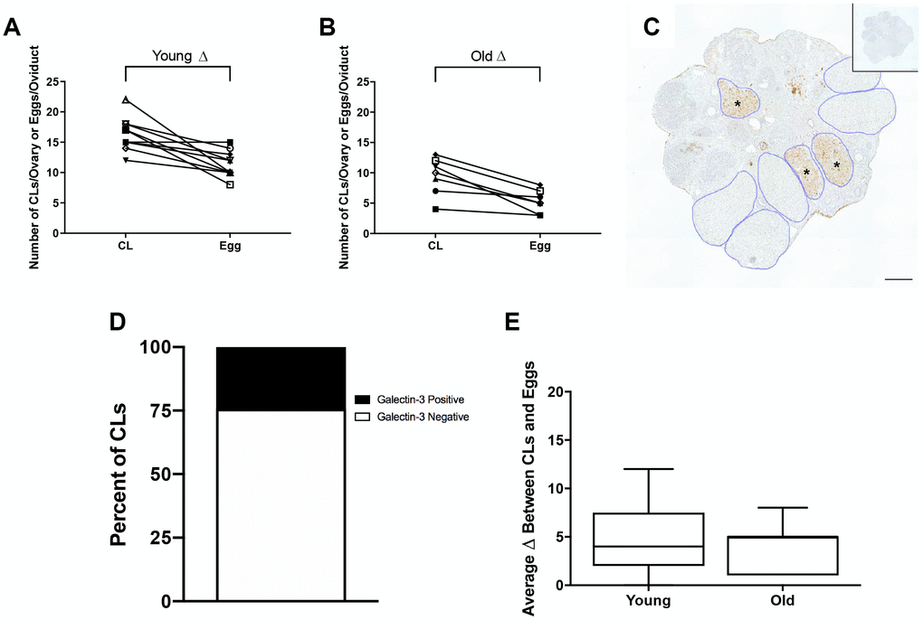 The discrepancy between eggs ovulated and CLs tracked is partially accounted for by regressing CLs from previous estrous cycles. (A) The number of CLs tracked per ovary and the number of eggs ovulated per oviduct for reproductively young mice (N = 5 mice, 10 ovaries). (B) The number of CLs tracked per ovary and the number of eggs ovulated per oviduct for reproductively old mice (N = 5 mice, 10 ovaries). (C) Representative image of Galectin-3 IHC in an ovary from a reproductively young mouse. All CLs are outlined in blue. Galectin-3 positive CLs are indicated with black asterisks. The inset shows the IgG control. The scale bar is 100 μm. (D) Graph showing the percent of Galectin-3 positive CLs (~24.3%) and Galectin-3 negative CLs (~75.7%) (N = 20 ovaries, 3 slides per ovary). (E) The graph shows the average discrepancy between CLs and eggs for both age cohorts. A t-test was performed and there was no difference in the discrepancy between the age cohorts (P > 0.05).