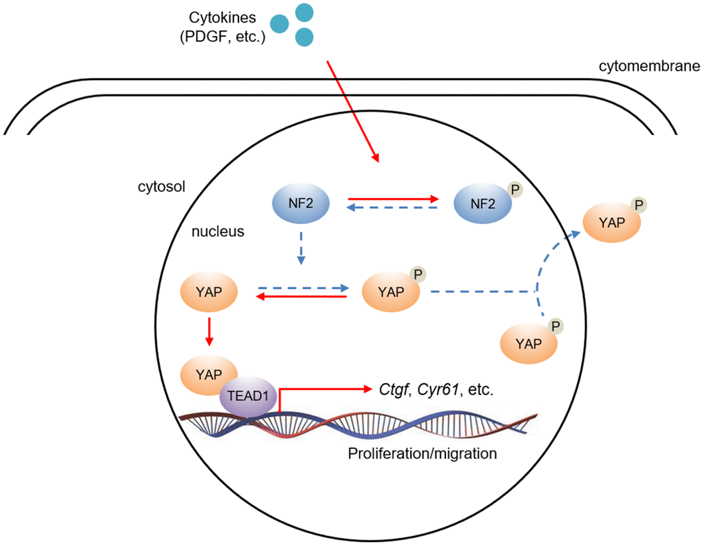 The hypothesis of NF2/YAP/TEAD1 signaling axis in VSMC after PDGF-BB stimuli. PDGF-BB excretion after vascular injury induces nuclear NF2 phosphorylation, thereby causing inactivation of NF2. Decreased active NF2 led to dephosphorylation of YAP and subsequent nuclear translocation of YAP. Increased nuclear YAP binds to TEAD1 and positively regulates relative target gene expression.