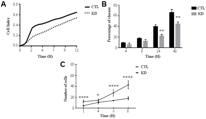 Proliferation and migration of UM 92.1 cells KD for macroH2A1. (A) Real time cell proliferation monitored by xCELLigence system. Cell index values were normalized at the time zero in order to obtain a normalized cell index. Each line is expressing the average of four different experiments. (B) Cell proliferation assay. Values are presented as percentage of the open wound following 4, 8, 24 and 48 hours (wound at time 0 was assumed as 100% and used as control). Values are expressed as the mean ± SEM of three different experiments. (p C) The migration assay. Values are presented as number of migrating cells following 1, 4, 6 and 8 hours (wound at time 0 was assumed without migrating cells and used as control). Values are expressed as the mean ± SEM of three independent experiments. (p 