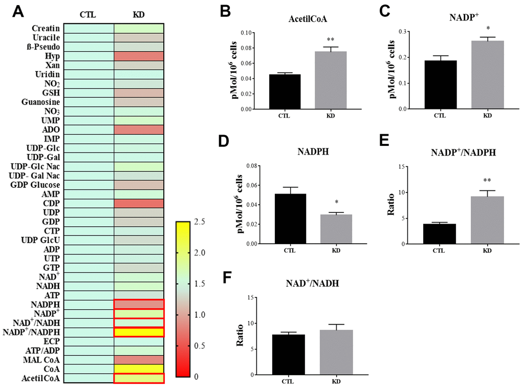 HPLC analysis of metabolites in CTL and macroH2A1 KD UM 92.1 cells. (A) Heatmap representing the levels of major classes of metabolites detected by HPLC. (B) Acetyl-co-A levels; (C) NADP+ levels; (D) NADPH levels; (E) NADP+/NADPH levels; (F) NAD+/NADH levels. Results are presented as the mean ± SEM of four independent experiments. (*p 