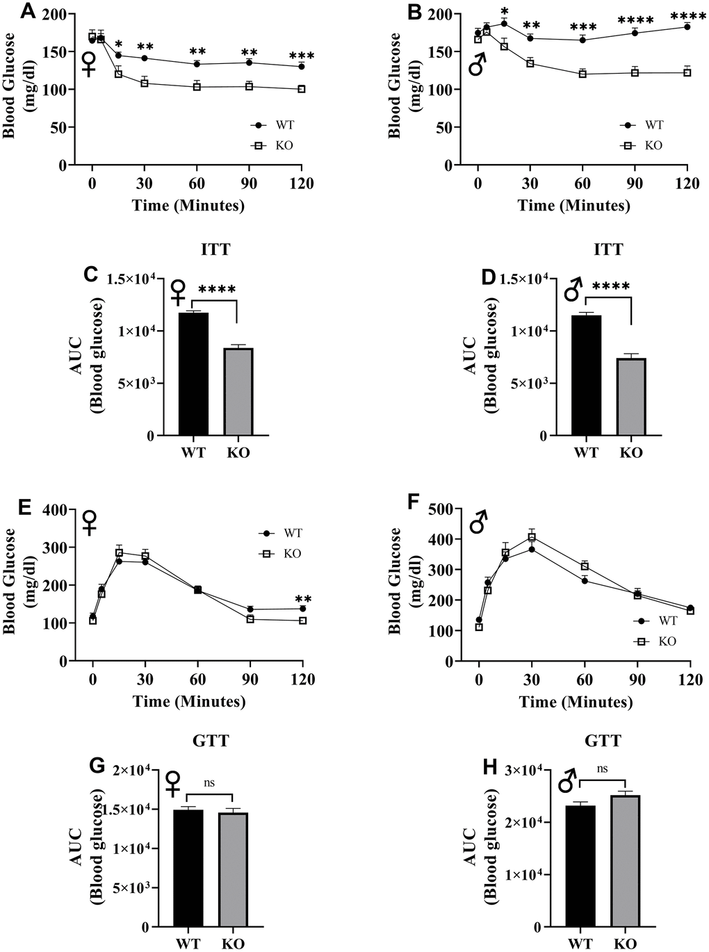 Insulin and glucose tolerance tests. GHRH-/- and WT mice were fasted for 4 hours and injected with 1 IU porcine insulin per kg of body weight. Blood glucose levels of female (A) and male (B) were measured the following 2 hours. Area under the curve analyses for female (C) and male (D) mice are shown. GHRH-/- and WT mice were fasted overnight and injected with 1 g glucose per kg of body weight. Blood glucose levels of female (E) and male (F) were measured the following 2 hours. Area under the curve analyses for female (G) and male (H) mice are shown. Female WT n=14, GHRH-/- n=13, male WT n=14, GHRH-/- n=13-14. Each bar represents mean ± SEM. Statistical analysis was performed by unpaired Student’s t-test with Welch’s correction; *p