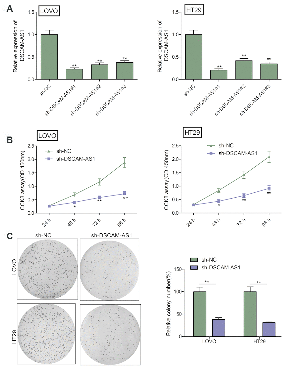 DSCAM-AS1 knockdown inhibits the proliferation of CRC cells. (A) The knockdown efficiencies of three shRNA against DSCAM-AS1 (sh-DSCAM-AS1#1, sh-DSCAM-AS1#2 and sh-DSCAM-AS1#3) in LOVO and HT29 cells were detected by qRT-PCR analysis. (B and C) Cell proliferation and colony formation were determined in LOVO and HT29 cells transfected with sh-NC or sh-DSCAM-AS1. PP 