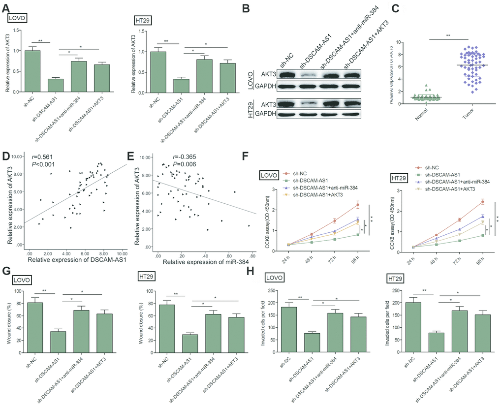 DSCAM-AS1 knockdown inhibited the progression of CRC cells by regulating miR-384/AKT3 axis. (A, B) The expression of AKT3 on mRNA and protein levels was measured in LOVO and HT29 cells after transfection with sh-NC, sh-DSCAM-AS1,sh-DSCAM-AS1+miR-384inhibitor(anti-miR-384)andsh-DSCAM-AS1+overexpression AKT3 plasmid(AKT3). (C). RT-PCR shows the AKT3 mRNA expression level in 56 pairs CRC tissues and non-tumor tissues. (D) Pearson's correlation analysis between AKT3 expression and DSCAM-AS1 expression in 56 CRC tissue. (E) Pearson's correlation analysis between AKT3 expression and miR-384 expression in 56 CRC tissue. (F–H) Cell proliferation, migration and invasion were determined in LOVO and HT29 cells after transfection with sh-NC, sh-DSCAM-AS1, sh-DSCAM-AS1+anti-miR-384 and sh-DSCAM-AS1+AKT3. P P 