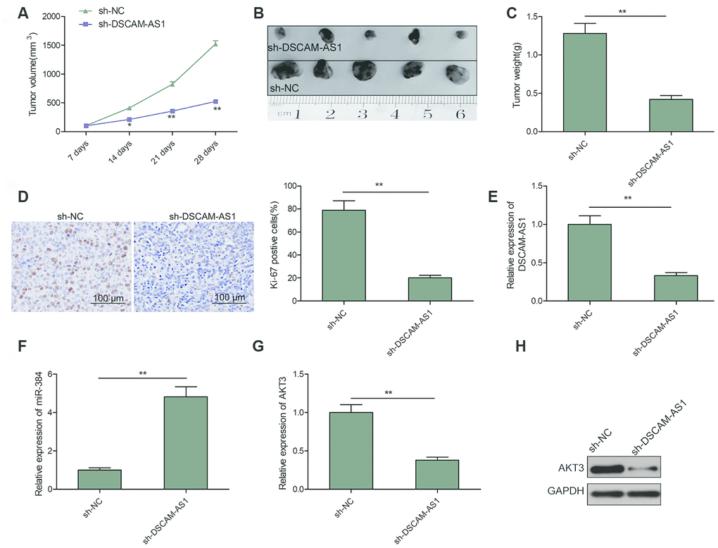 Knockdown of DSCAM-AS1 suppressed tumor growth in vivo. (A) Tumor growth curves were calculated in nude mice after subcutaneously injection of DSCAM-AS1-depletion LOVO cells. (B) Representative image of isolated tumor from nude mice. (C) The tumor weights were examined in isolated tumor from nude mice. (D) The expression of Ki-67 was measured in tumors derived from mice by immunostaining. (E, F) The expression of DSCAM-AS1 and miR-384 were examined in xenografted tumor by qRT-PCR. (G, H) The expression of AKT3 on mRNA and protein levels was measured in xenografted tumor. PP 