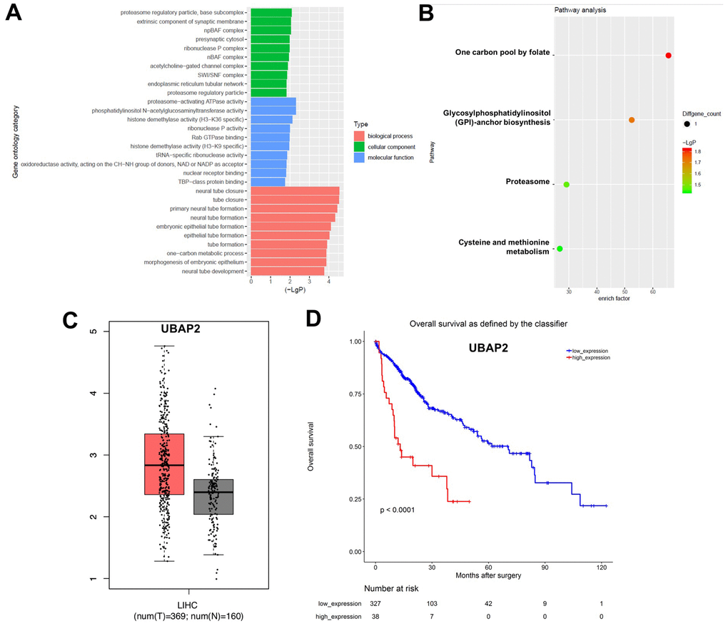 GO and KEGG analysis of DEcircRNAs. (A) Overlapping DEcircRNAs assessed by gene ontology (GO) analysis. (B) Overlapping DEcircRNAs assessed by Kyoto Encyclopedia of Genes and Genomes (KEGG) analysis. (C) Relative expression of UBAP2 expression in LIHC tissues (n = 369, T) and in normal tissues (n = 160, N) in TCGA dataset. (D) Survival analysis of the correlation between UBAP2 levels and survival rates in HCC patients using Kaplan–Meier Plotter online platform.