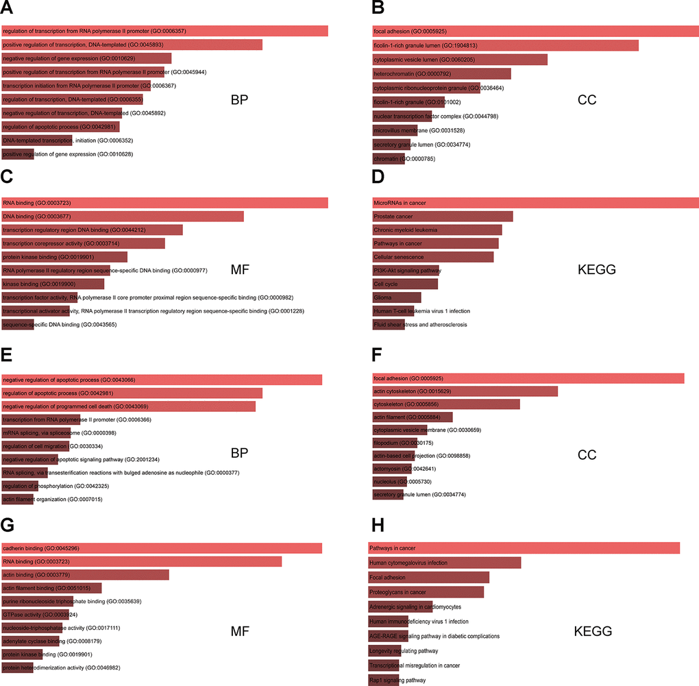 GO and KEGG analysis of genes targeted by DEMs commonly shared between the two GEO datasets. (A–C) Top 10 GO biological process (BP), cellular component (CC), and molecular function (MF) terms enriched in target genes of the three upregulated miRNAs. (D) Top 10 KEGG pathways enriched in target genes of the three upregulated miRNAs. (E–G) Top 10 GO BP, CC, and MF terms enriched in target genes of the five downregulated miRNAs. (H) Top 10 KEGG pathways enriched in target genes of the five downregulated miRNAs.