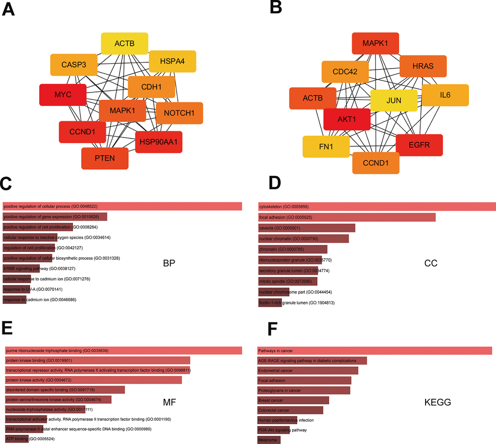 GO and KEGG analysis of hub-gene targets. (A) Top 10 hub-gene targets for the three upregulated miRNAs. (B) Top 10 hub-gene targets for the five downregulated miRNAs. (C–E) Top 10 GO BP, CC, and MF terms enriched in the top 20 hub-gene targets. (F) Top 10 KEGG pathways enriched in the 20 hub-gene targets.