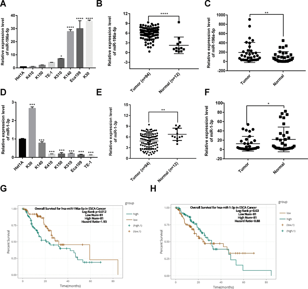 Expression analysis and prognostic value of miR-196-5p and miR-1-3p in ESCC. (A) Analysis of miR-196a-5p expression by qPCR in ESCC and normal esophageal epithelial (Het1A) cells. (B) Expression of miR-196a-5p in ESCC and normal esophagus samples from TCGA. (C) Expression of miR-196a-5p in ESCC and paired normal tissue samples (n = 32) collected at our institution. (D) Expression of miR-1-3p in ESCC and Het1A cells. (E) Expression of miR-1-3p in ESCC and normal esophagus samples from TCGA. (F) Expression of miR-1-3p in ESCC samples and paired normal tissue samples (n = 32) collected at our institution. (G and H) Kaplan-Meier survival analysis based on miR-196a-5p and miR-1-3p expression in esophageal carcinoma samples from TCGA. *P P P P 