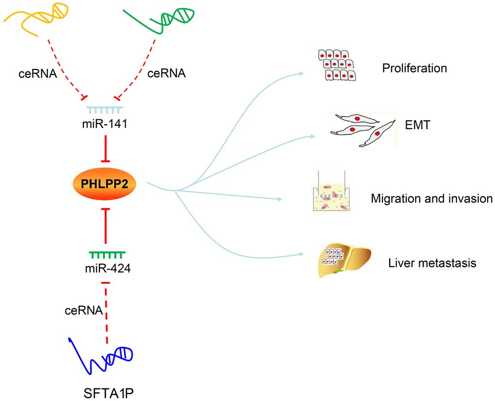 Regulatory mechanisms of LINC00402, LINC00461, SFTA1P, miR-141, miR-424 and PHLPP2 in colon cancer progression and metastasis. LINC00402 and LINC00461 competitively bind to miR-141, and SFTA1P competitively binds to miR-424 to regulate the transcription and translation of PHLPP2, thereby suppressing the proliferation, EMT process, migration, and invasion, preventing liver metastasis of colon cancer cells.