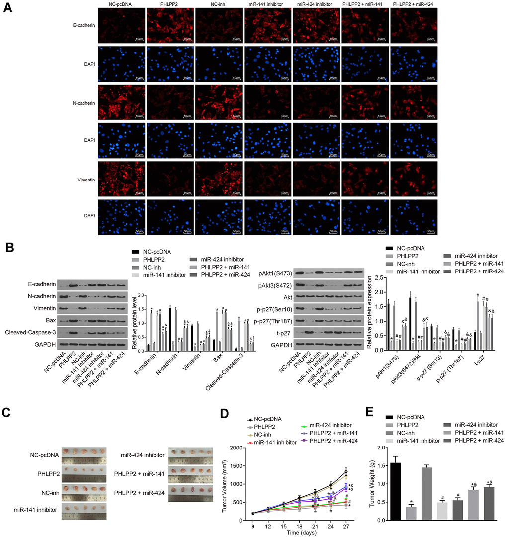 Overexpressed PHLPP2 suppresses the EMT process and tumorigenicity of HT-29 cells. HT-29 cells were transfected with NC-pcDNA, PHLPP2, NC-inh, miR-141 inhibitor, miR-424 inhibitor, PHLPP2 + miR-141 or PHLPP2 + miR-424. (A) The expressions of EMT-related factors (E-cadherin, N-cadherin, and Vimentin) detected by immunofluorescence assay in HT-29 cells (200 ×). (B) Western blot analysis of EMT-related factors (E-cadherin, N-cadherin and Vimentin), apoptosis factors (Bax and cleaved Caspase-3) and Akt3-p27 pathway-related proteins (Akt1, Akt3, and p27) in HT-29 cells normalized to GAPDH. (C) The representative images of formed tumors in nude mice. (D) Tumor growth of nude mice. (E) Tumor weight of nude mice. * p vs. the NC-pcDNA group; # p vs. the NC-inh group; & p vs. the PHLPP2 group; Measurement data in this Figure expressed as the mean ± standard deviation, with comparisons between multiple groups conducted using One-Way ANOVA (n = 5); the experiment was repeated three times independently.