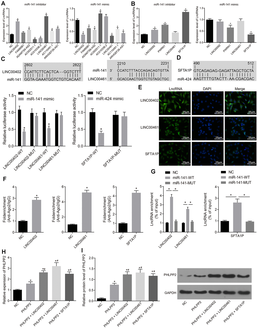 The expression of PHLPP2 is regulated by LINC00402 and LINC00461 competitively binding to miR-141 as well as SFTA1P competitively binding to miR-424. (A) RT-qPCR was conducted to measure the expressions of lncRNAs when HT-29 cells were transfected with miR-141 inhibitor or mimic. (B) RT-qPCR was performed to measure the expressions of lncRNAs when the HT-29 cells were transfected with miR-424 inhibitor or mimic. (C) Dual-luciferase reporter gene assay verified LINC00402 and LINC00461 binding to miR-141. (D) Dual-luciferase reporter gene assay verified SFTA1P binding to miR-424. (E) FISH technology was utilized to identify the subcellular localization of LINC00402, LINC00461, and SFTA1P in the colon cancer (400 ×). (F) RNA pull-down was performed to show the relationship of LINC00402 and LINC00461 binding to miR-141, SFTA1P binding to miR-424. (G) LINC00402, LINC00461 and SFTA1P binding to Ago2 as reflected by the RIP assay. (H) Relative expression of PHLPP2 mRNA determined by RT-qPCR. (I) Protein expression of PHLPP2 protein normalized to GAPDH determined by Western blot analysis. * p vs. the NC group; # p vs. the PHLPP2 group; Measurement data in this Figure expressed as the mean ± standard deviation, while comparisons among multiple groups were conducted using One-Way ANOVA; the experiment was repeated three times independently.