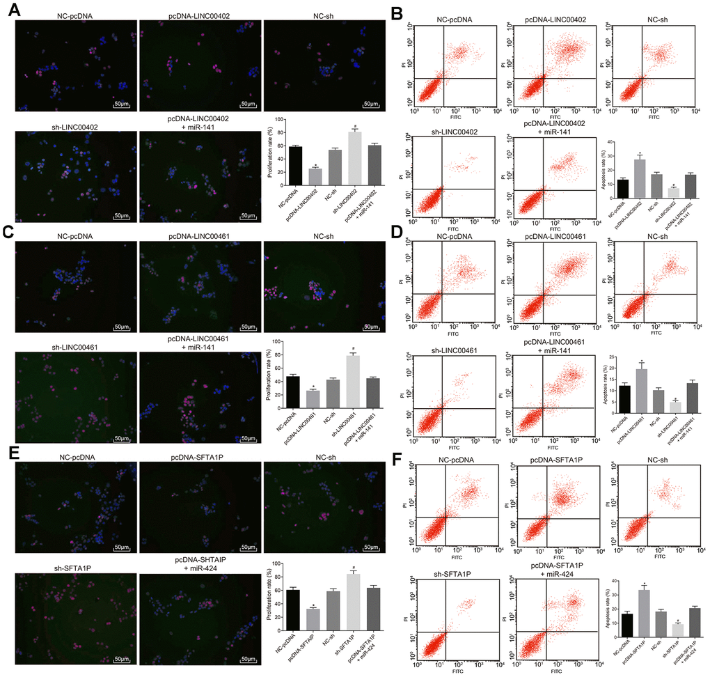 Overexpressed LINC00402, LINC00461, and SFTA1P inhibit the proliferation and promote apoptosis of HT-29 cells. (A) Fluorescence image by EdU labeling (200 ×) evaluated cell proliferation when HT-29 cells were transfected with overexpressed LINC00402. (B) Fluorescence image by flow cytometry (200 ×) measured cell apoptosis when HT-29 cells were transfected with overexpressed LINC00402. (C) Fluorescence image by EdU labeling (200 ×) evaluated cell proliferation when HT-29 cells were transfected with overexpressed LINC00461. (D) Fluorescence image by flow cytometry (200 ×) assessed cell apoptosis when HT-29 cells were transfected with overexpressed LINC00461. (E) Fluorescence image by EdU labeling (200 ×) cell proliferation evaluated when HT-29 cells were transfected with overexpressed SFTA1P. (F) Fluorescence image by flow cytometry (200 ×) assessed cell apoptosis when HT-29 cells were transfected with overexpressed SFTA1P. * p vs. the NC-pcDNA group; # p vs. the NC-sh group; & p vs. the PHLPP2 group. Measurement data (proliferation rate and apoptosis rate) in this Figure were expressed as the mean ± standard deviation, and comparisons among multiple groups were conducted using One-Way ANOVA; the experiment was repeated three times independently.