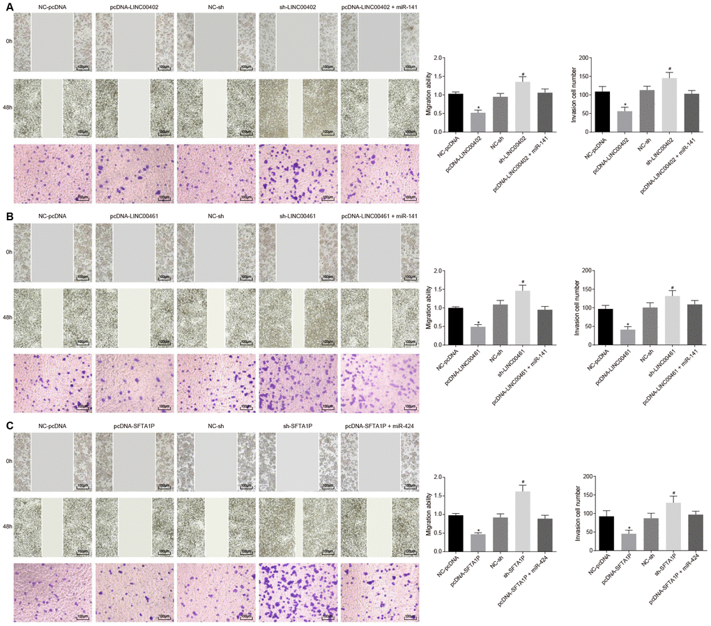 Overexpressed LINC00402, LINC00461, and SFTA1P inhibit the migration and invasion of HT-29 cells. (A) Scratch test and Transwell assay (100 ×) detected cell migration and invasion in HT-29 cells transfected with overexpressed LINC00402. (B) Scratch test and Transwell assay (100 ×) assessed cell migration and invasion when HT-29 cells were transfected with overexpressed LINC00461. (C) Scratch test and Transwell assay (100 ×) assessed cell migration and invasion when HT-29 cells were transfected with overexpressed SFTA1P. * p vs. the NC-pcDNA group; # p vs. the NC-sh group; & p vs. the PHLPP2 group. Measurement data in this Figure were expressed as the mean ± standard deviation, and comparisons among multiple groups were conducted using One-Way ANOVA; the experiment was repeated three times independently.