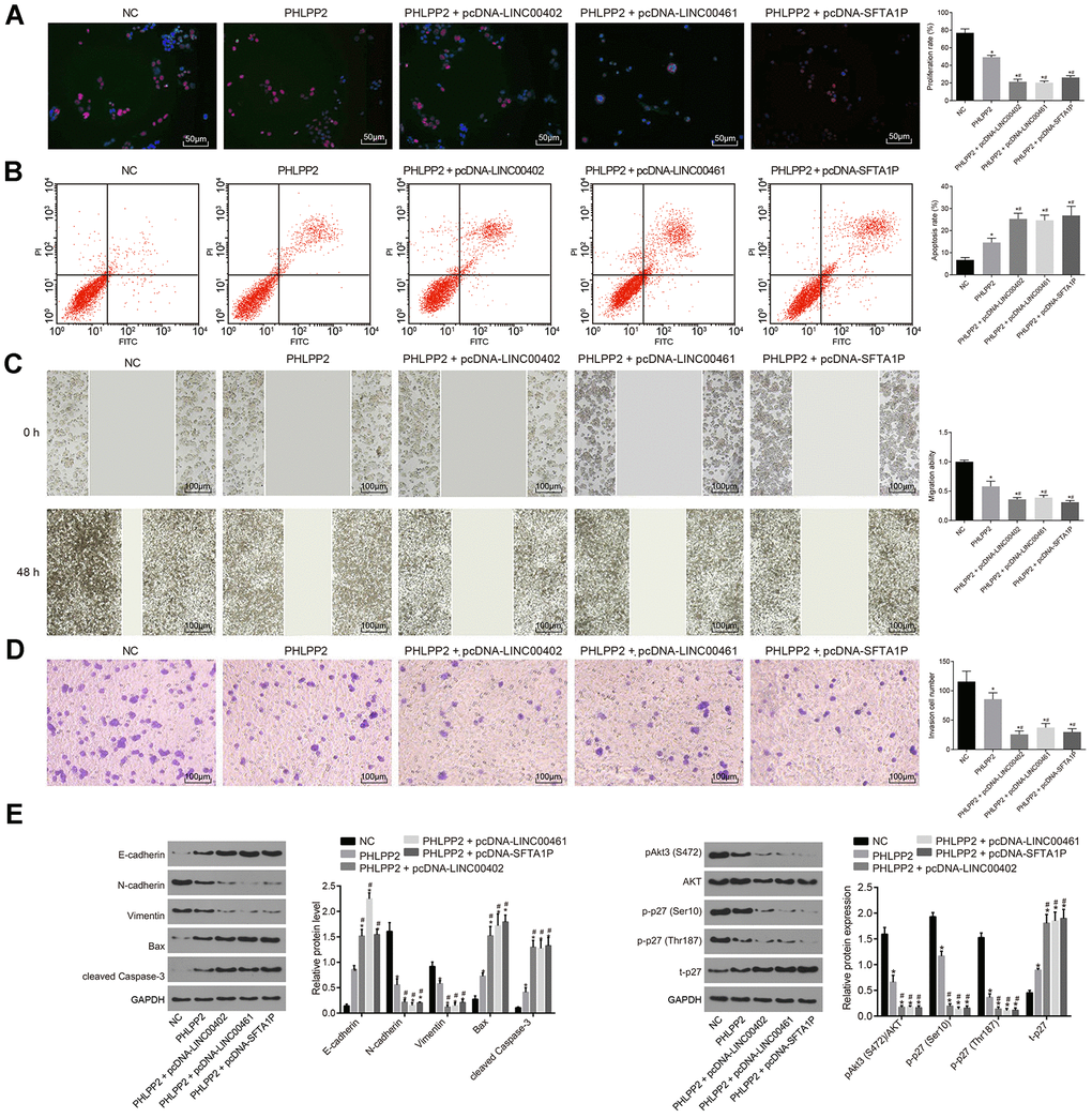 Overexpression of LINC00402, LINC00461, and SFTA1P enhances the inhibition of PHLPP2 on HT-29 cell proliferation, migration and invasion, and promotion on cell apoptosis. HT-29 cells were transfected with NC, PHLPP2, PHLPP + pcDNA-LINC00402, PHLPP + pcDNA-LINC00461 or PHLPP + pcDNA-SFTA1P. (A) Fluorescence image (200 ×) by EdU labeling showed cell proliferation. (B) Flow cytometry detected cell apoptosis. (C) Scratch test (100 ×) revealed cell migration. (D) Transwell assay (100 ×) suggested cell invasion. (E) Western blot analysis of EMT-related proteins (E-cadherin, N-cadherin, and Vimentin), apoptosis-related proteins (cleaved Caspase-3 and Bax) and Akt3-p27 pathway-related proteins (Akt1, Akt3, and p27) in HT-29 cells normalized to GAPDH. * p vs. the NC group; # p vs. the PHLPP2 group. Measurement data in this Figure were expressed as the mean ± standard deviation, with comparisons among multiple groups conducted by One-Way ANOVA; the experiment was repeated three times independently.