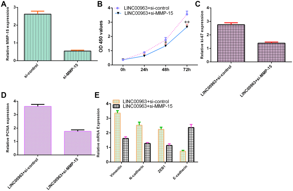 Ectopic expression of LINC00963 increased cell growth and EMT development by modulating MMP-15. (A) The level of MMP-15 was determined by RT-qPCR. (B) CCK-8 assay was performed to detect cell proliferation. (C) The level of ki-67 was measured by RT-qPCR. (D) The expression of PCNA was measured by RT-qPCR. (E) Downregulation of MMP-15 suppressed Vimentin, N-cadherin and ZEB1 levels and upregulated E-cadherin expression in LINC00963-overexpressing THP-1 cells. *p