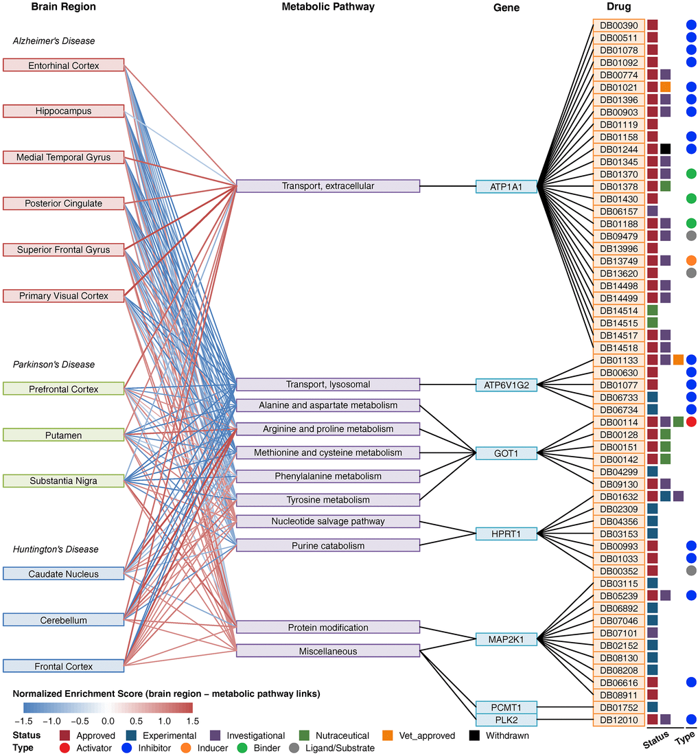 Composite network of brain regions, metabolic pathways, key metabolic genes and drugs. The link between brain region and metabolic pathway shows a normalized enrichment score of the pathway in the brain region. The red color indicates upregulation, and the blue color indicates downregulation. The link between metabolic pathways and genes indicates that the gene is involved in the pathway. The link between the gene and drug indicates that the drug can target the protein encoded by the gene. Drug status (approved, experimental, investigational nutraceutical, vet