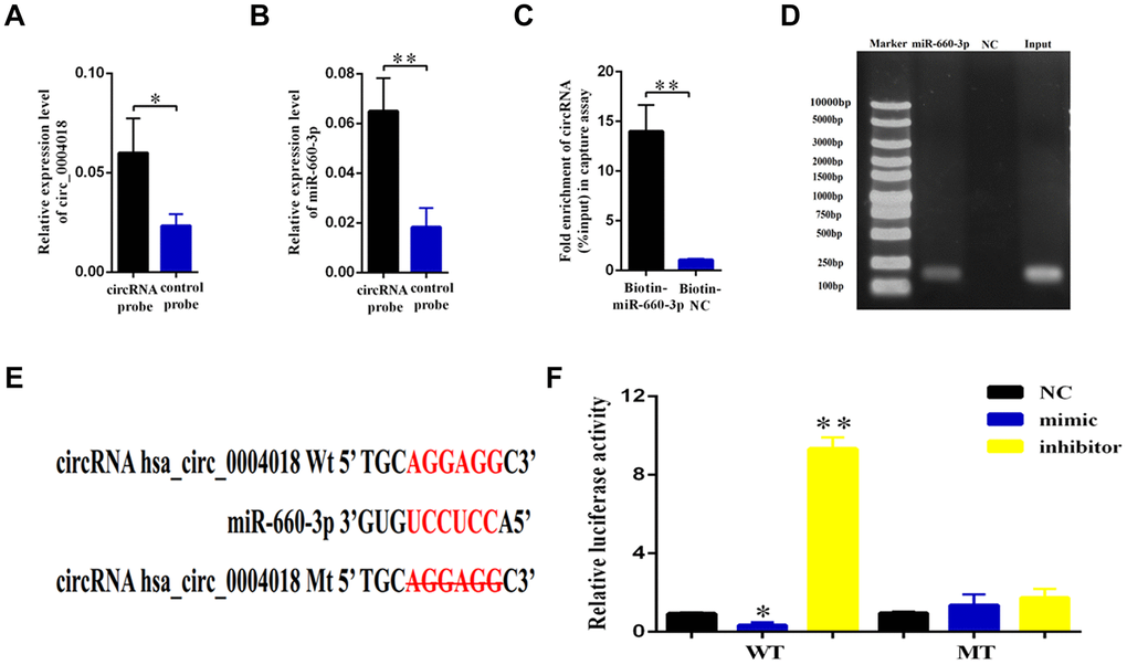 Validation of hsa-miR-660-3p as the target of hsa