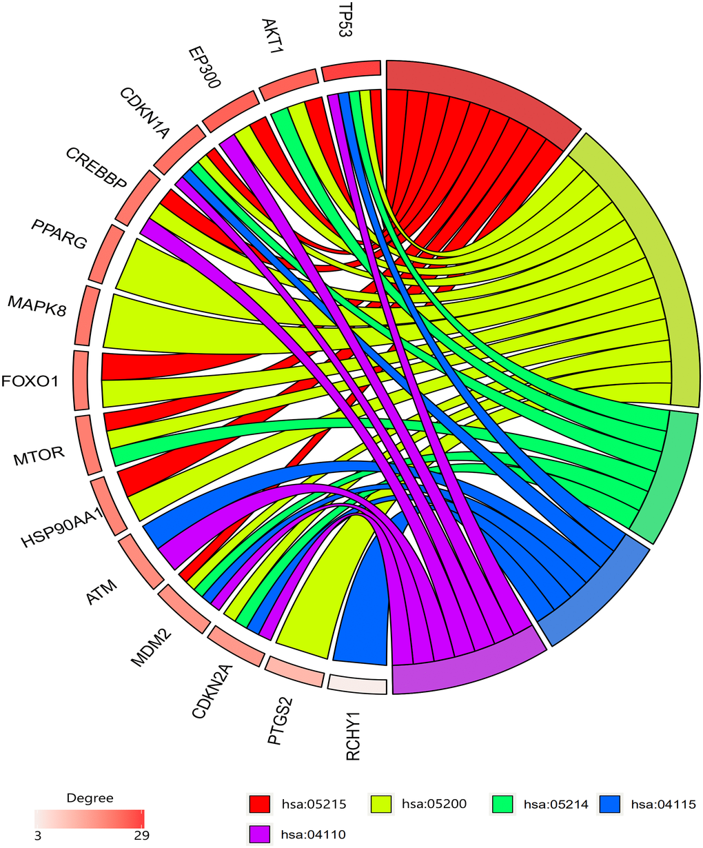 Gene enrichment analysis results. TP53, CDKN1A, and MDM2 were involved in all top five pathways. TP53, AKT1, and EP300 had the highest degrees. Hsa05215: prostate cancer pathway, hsa05200: pathway in cancer, hsa05214: glioma pathway, hsa04115; p53 signaling pathway, hsa04110: cell cycle signaling pathway.