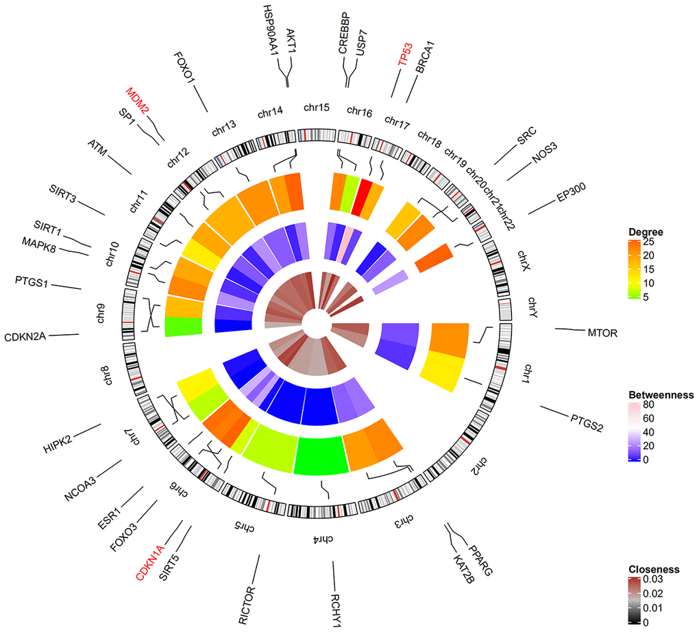 Circular visualization of chromosomal positions and connectivity of resveratrol-target genes. Gene names are shown in the outer circle. Different colors represent different degree, betweenness, and closeness values. The outer circle represents chromosomes; lines connect each gene to its chromosomal location. The three hub genes TP53, CDKN1A, and MDM2 highlighted in red are located in chr17, chr6, and chr12, respectively.