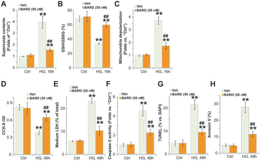 BARD inhibits high glucose-induced oxidative injury in HUVECs. HUVECs were pretreated with Bardoxolone Methyl (BARD, at 50 nM) for 1h, followed by HG stimulation and cultured for applied time periods, the cellular superoxide contents (A), the GSH/GSSH ratio (B) and mitochondrial depolarization (JC-1 green intensity, C) were tested; Cell viability and death were tested by CCK-8 (D) and medium LDH release (E) assays, respectively, with cell apoptosis analyzed by caspase-3 activity (F), nuclear TUNEL staining (G) and Annexin V-FACS (H) assays. For TUNEL staining assays, at least 500 nuclei in five random views (1×200 magnification) for each condition were included to calculate the TUNEL/DAPI ratio (same for all Figures). Error bars stand for mean ± standard deviation (SD, n=5). “Ctrl” stands for cells-cultured in the normal glucose medium (same for all Figures). ** pvs. “Ctrl” treatment. ##pvs. HG only treatment (no BARD pretreatment). Each experiment was repeated five times to insure the consistency of experimental results.