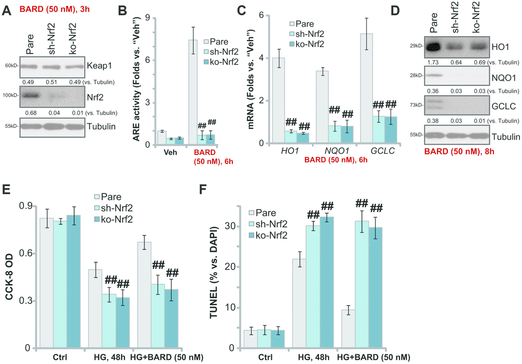 Nrf2 silencing or knockout blocks BARD-induced cytoprotection in HG-stimulated HUVECs. The stable HUVECs with Nrf2 shRNA lentiviral particles (“sh-Nrf2”) or the lenti-CRISPR-GFP-Nrf2 knockout (KO) construct (“ko-Nrf2”), as well as the parental control cells (“Pare”), were treated with Bardoxolone Methyl (BARD, at 50 nM) for applied time periods, expression of listed genes was tested by qPCR and Western blotting analyses (A, C, D); The relative ARE activity was examined as well (B); Alternatively, cells were pretreated with BARD (50 nM) for 1h, followed by HG stimulation and cultured for 48h, cell viability (CCK-8 assay, E) and apoptosis (nuclear TUNEL staining assay, F) were tested. Expression of the listed proteins was quantified, normalizing to the indicated loading control protein (A, D). Error bars stand for mean ± standard deviation (SD, n=5). ##p